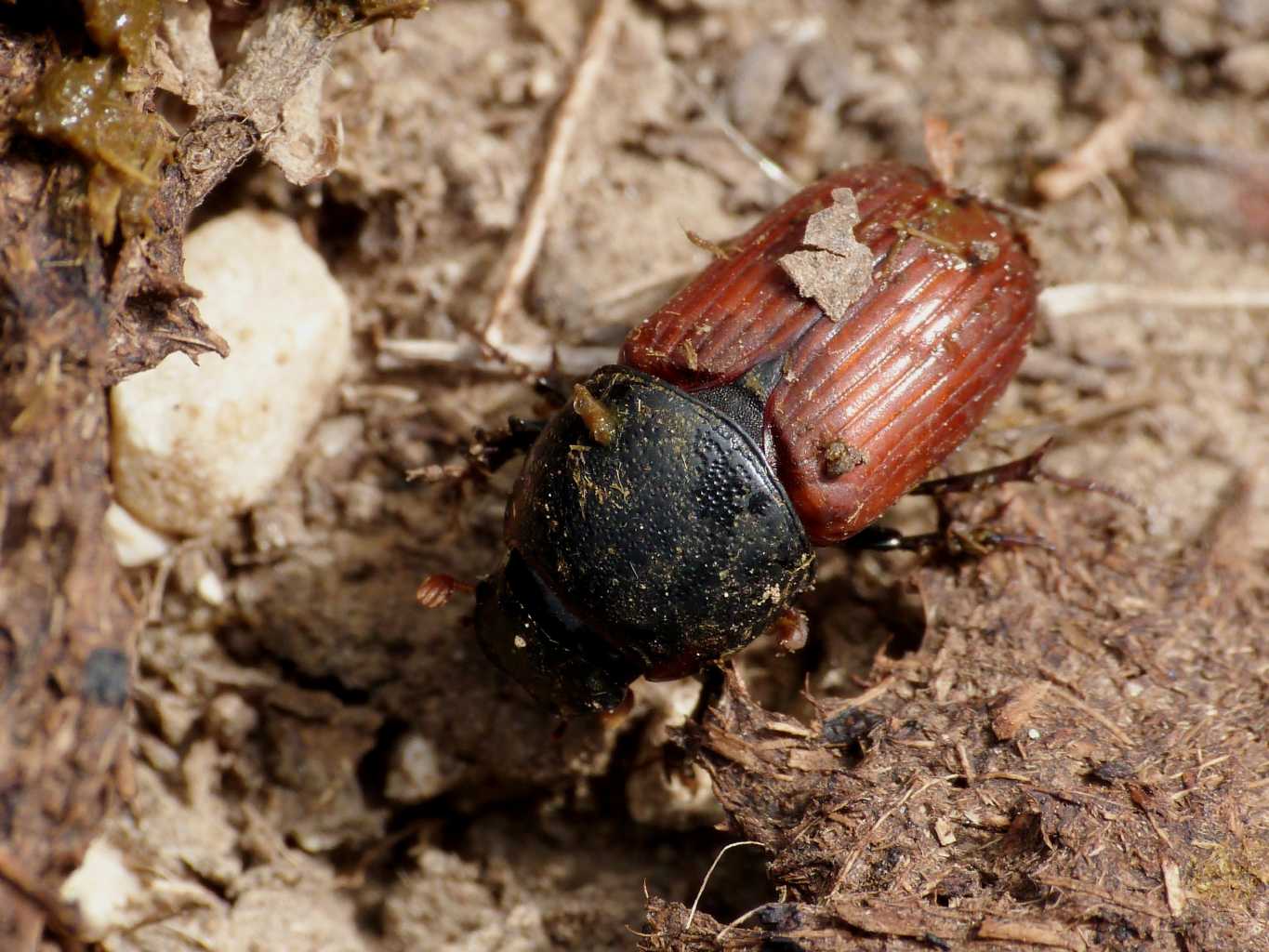 Aphodiidae giganti? Coprimorphus scrutator